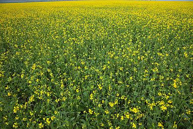 小高和刚3D动作新游《TRIBE NINE》新队伍主题歌预告